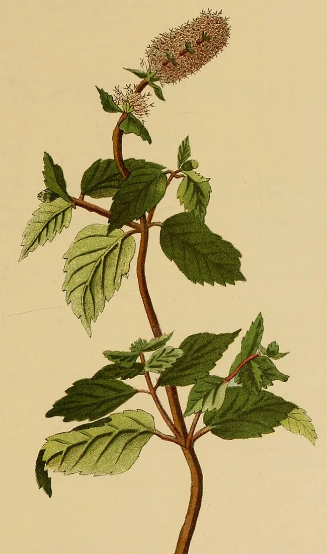 Menthe poivrée (Mentha piperita), planche 116 de American Medicinal Plants, 1887