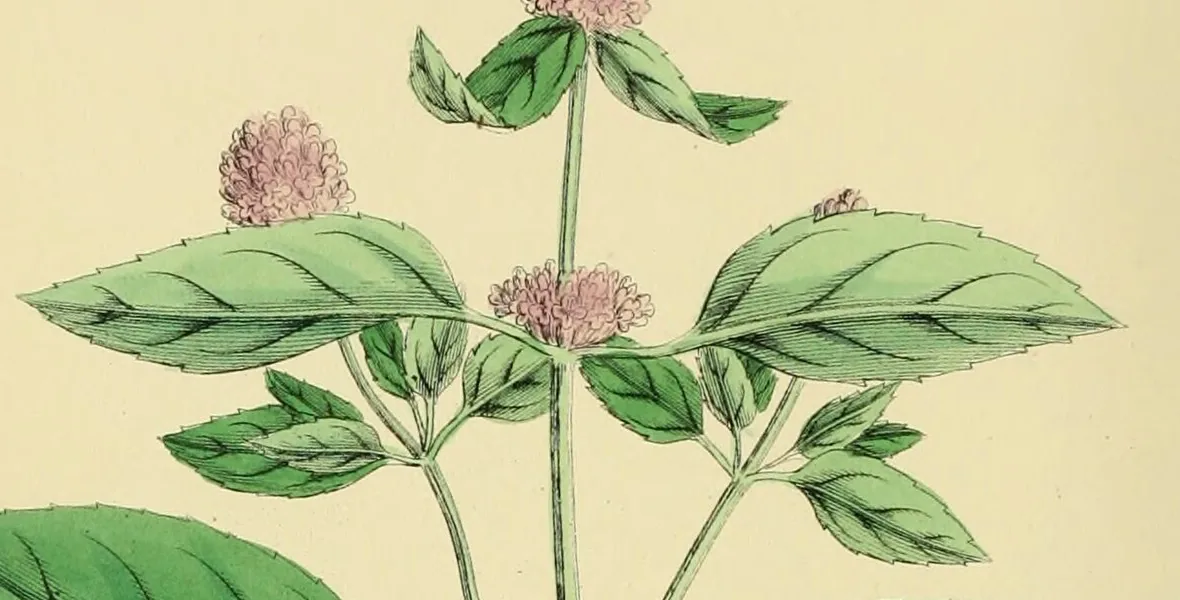 Menthe en fleur, détail d'une planche d'English Botany, 1863