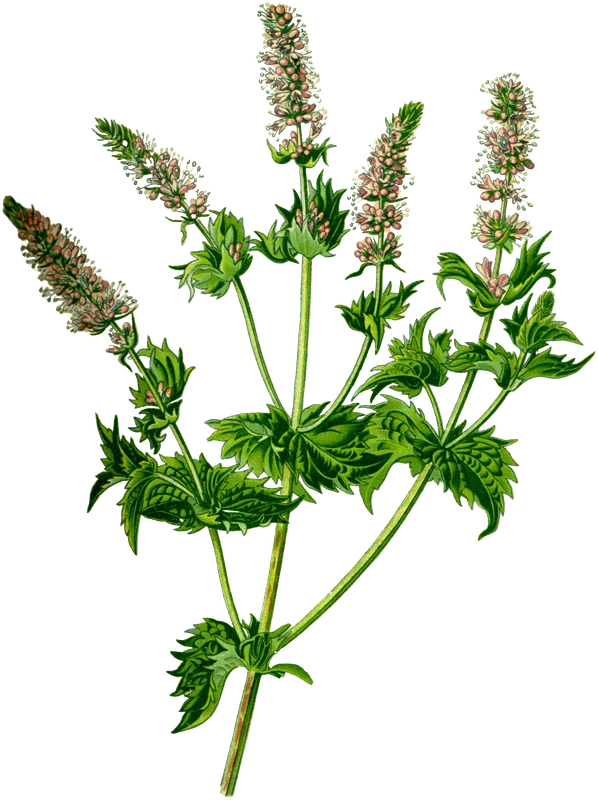 Bloeiende munt (Mentha spicata), botanische plaat van Otto Wilhelm Thomé, 1885